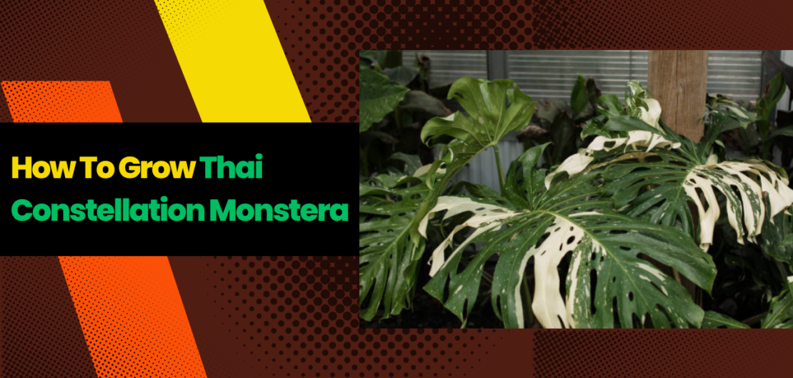 Monstera Thai Constellation Care
