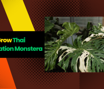 Monstera Thai Constellation Care