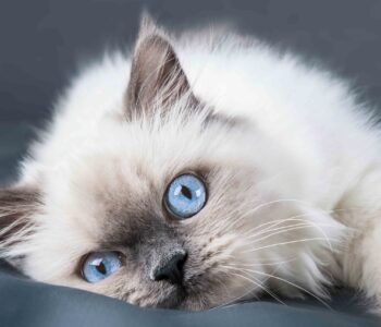 How to Groom Your Ragdoll Cat: Tips from Chatty Cats Care in 2025