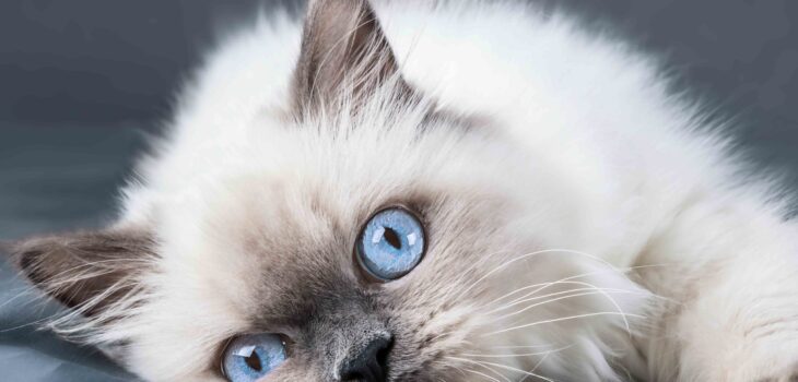 How to Groom Your Ragdoll Cat: Tips from Chatty Cats Care in 2025