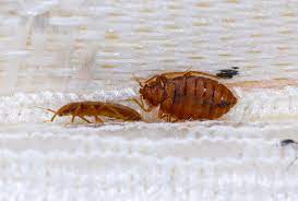 cockroach extermination