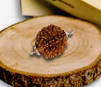 Choosing the Right 2 Mukhi Rudraksha: Best Guide for Beginners