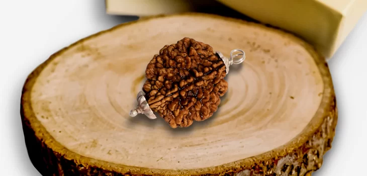 Choosing the Right 2 Mukhi Rudraksha: Best Guide for Beginners