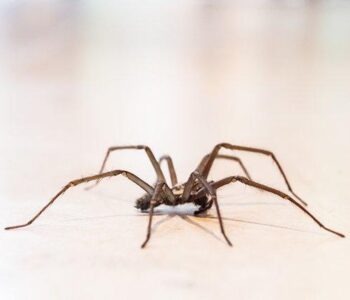 5 Effective Spider Control Methods in Langley