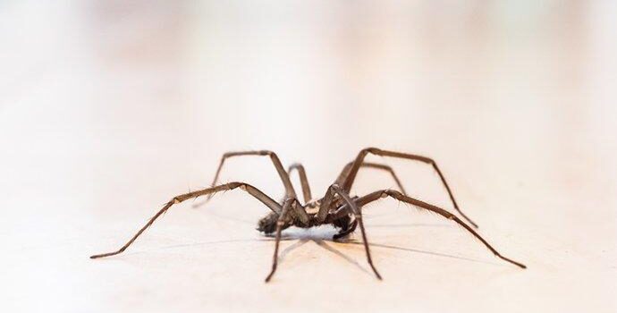 5 Effective Spider Control Methods in Langley