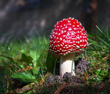 magic mushroom gummies for sale