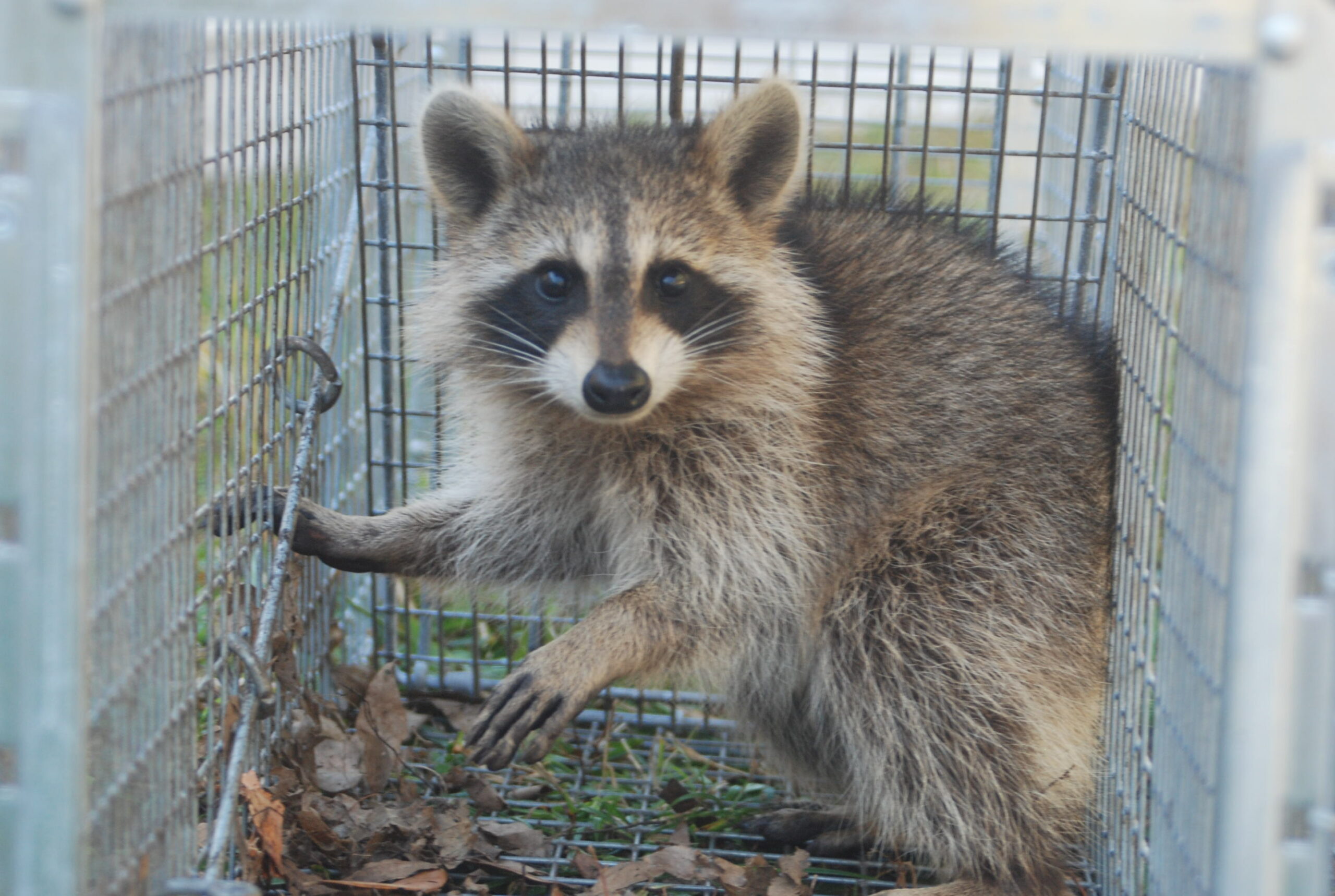 expert wildlife removal