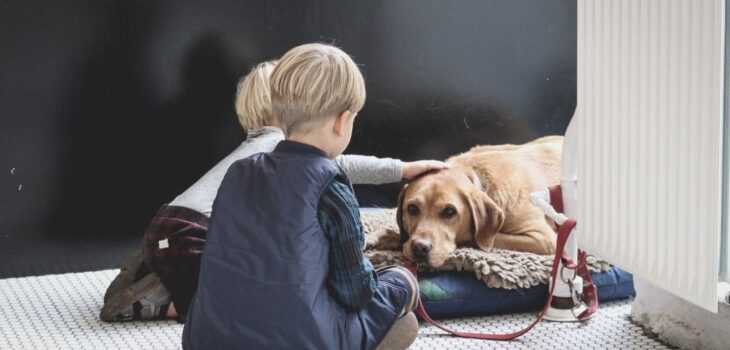 pet euthanasia