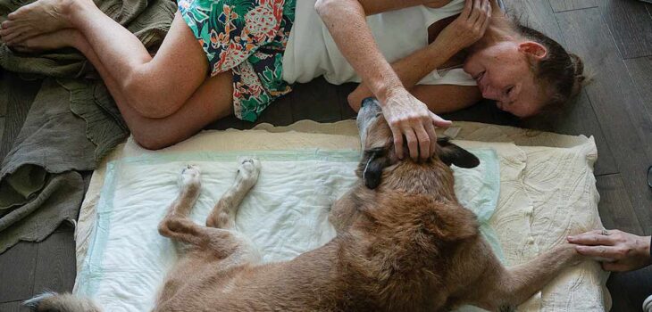 Pet Euthanasia