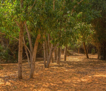 Sandalwood Vista Farms