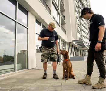 private dog training