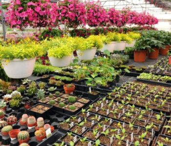 Buy plants online in Pakistan
