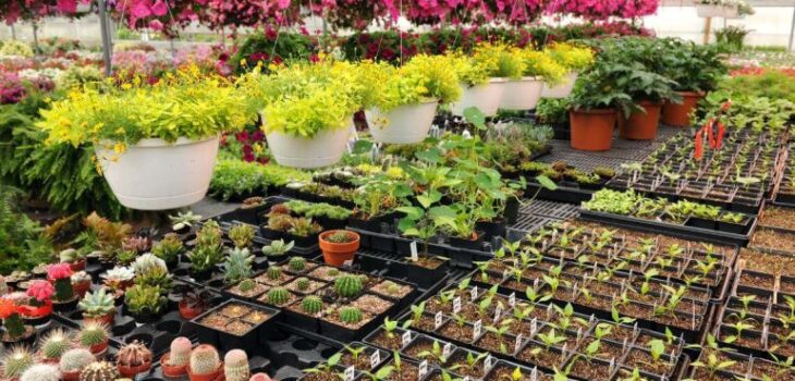 Buy plants online in Pakistan