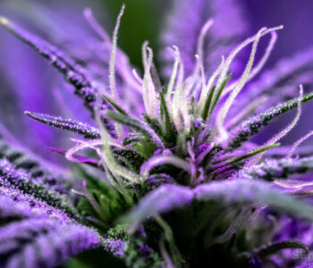 ultimate purple cannabis