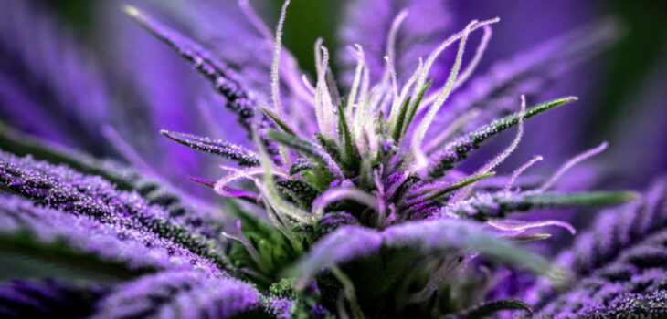 ultimate purple cannabis
