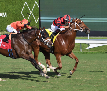 Calcutta horse race